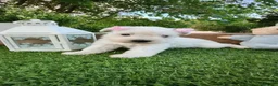 Schnauzer Miniatura perros en venta: Espectaculares schnauzer miniatura blancoss 😍❤️ - Anuncio 6