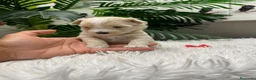 Maltipoo perros en venta: 🎀 MALTIPOO 🎀 - Anuncio 8