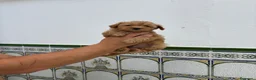 Caniche Toy perros en venta: Caniches Toy  - Anuncio 3
