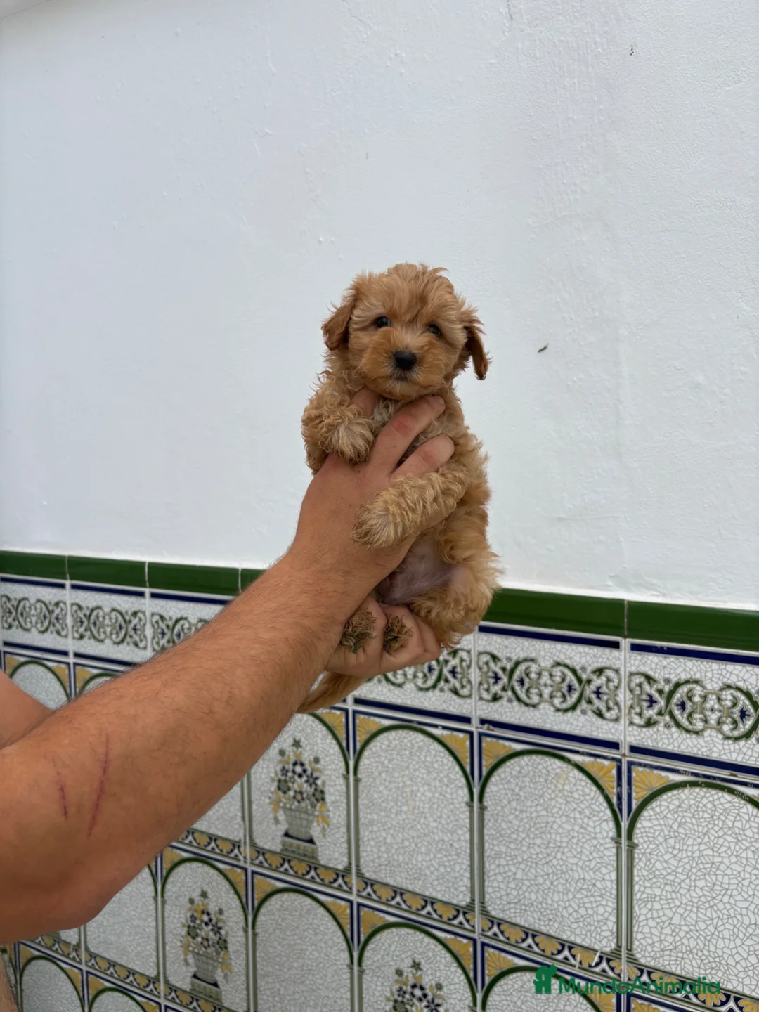 Caniche Toy perros en venta: Caniches Toy  - Anuncio 3