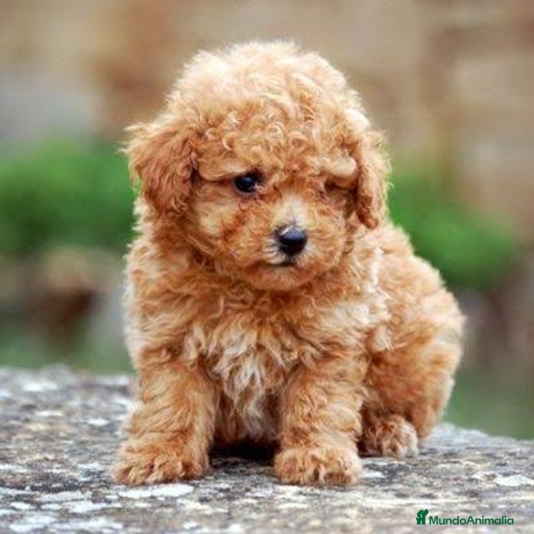 Caniche Toy perros en venta: Caniche toy hembras apricot  - Imagen 2