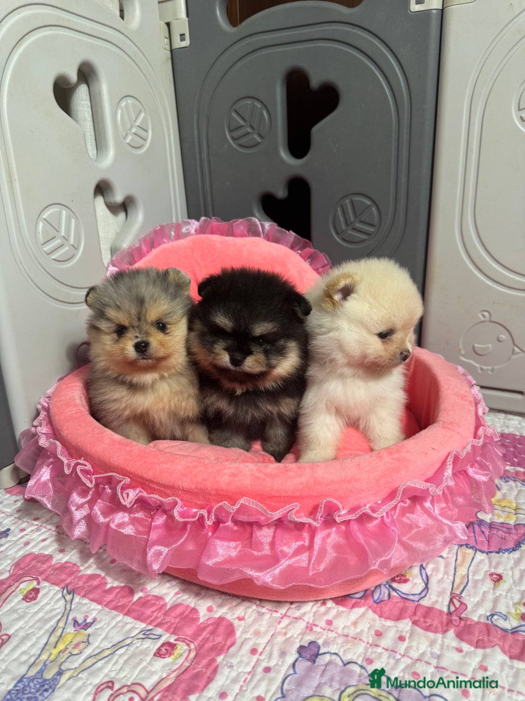 Pomerania perros en venta: Pomerania - Anuncio 1
