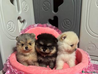 Pomerania perros Pomerania - Anuncio 15