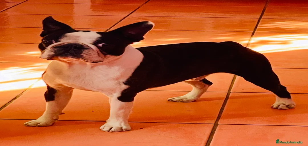 Imagen de galería {{count}}