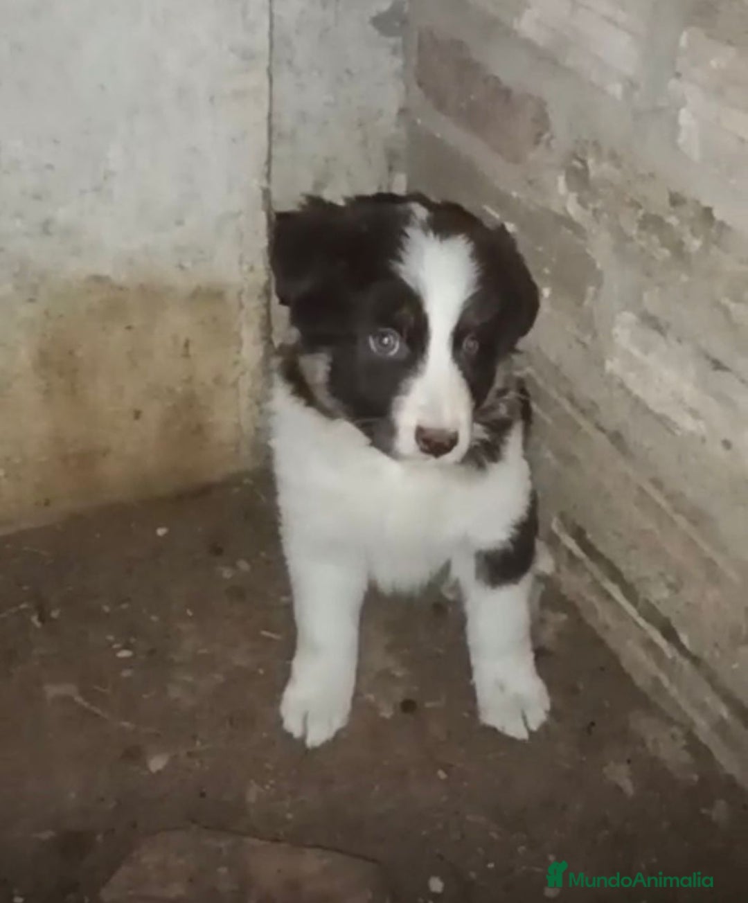 Border Collie perros en venta: Border collie tricolor chocolate  - Anuncio 5
