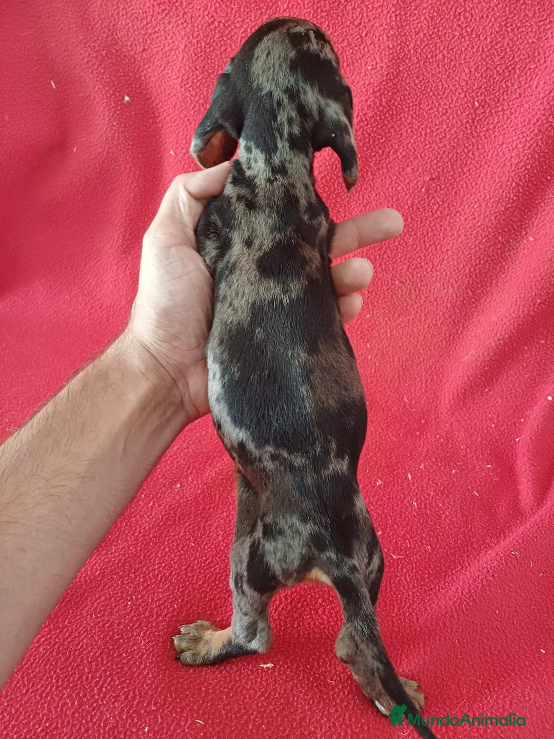 Teckel Miniatura perros en venta: Teckel Miniatura Arlequin  - Anuncio 3