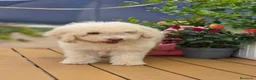 Perro de Agua Español perros en venta: Perro de aguas - Anuncio 5