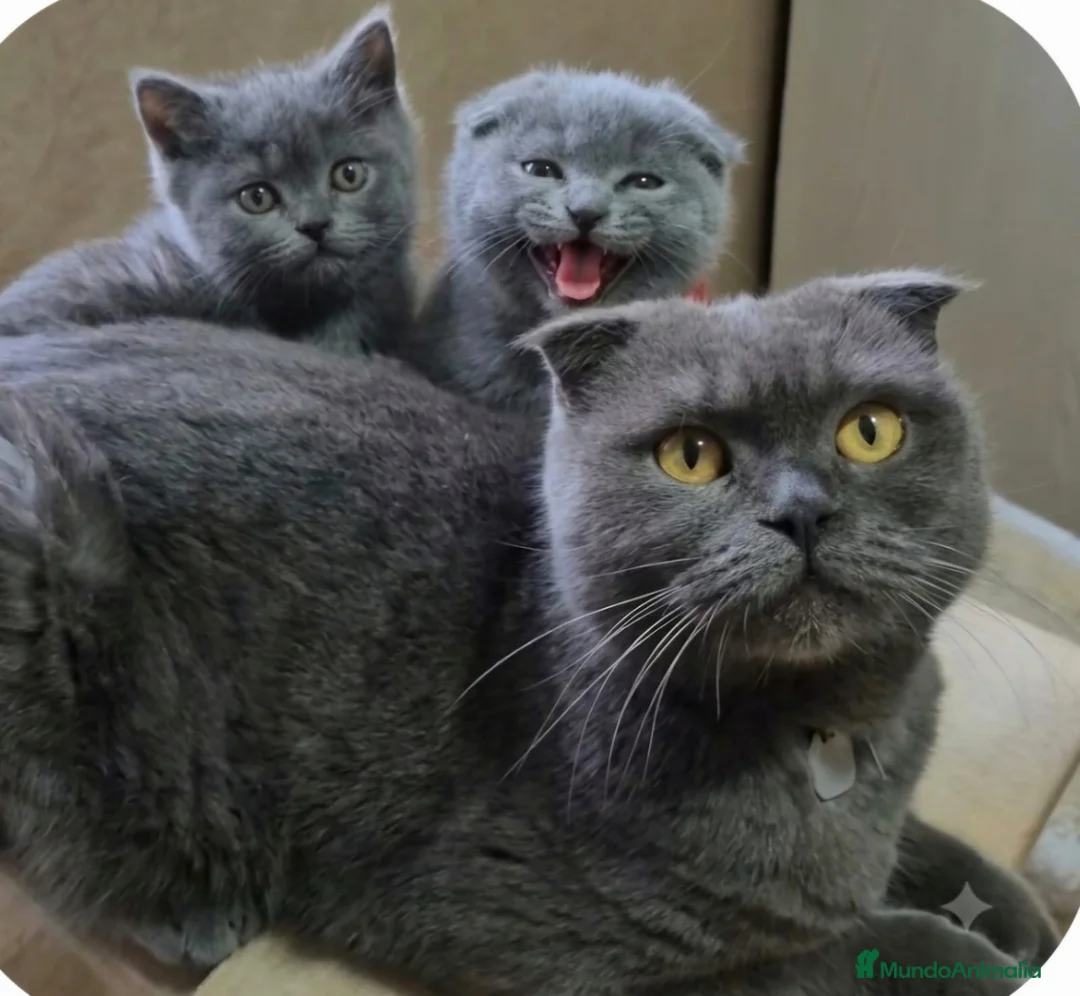 Británico de Pelo Corto Azul gatos en venta: Britanico pelo corto azul - Anuncio 2