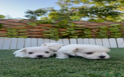 Bichón Maltés perros en venta: BICHÓN MALTÉS  - Imagen 4