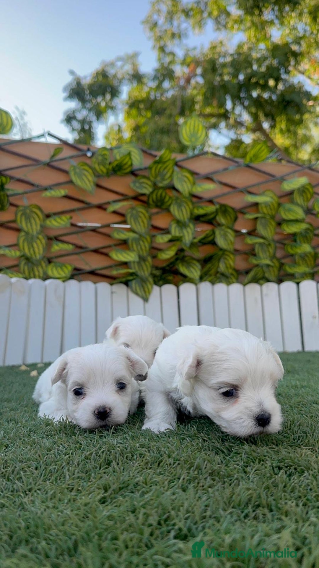Bichón Maltés perros en venta: BICHÓN MALTÉS  - Imagen 4