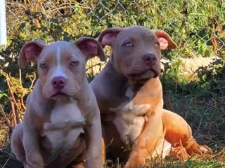 American Bully perros - Anuncio 2