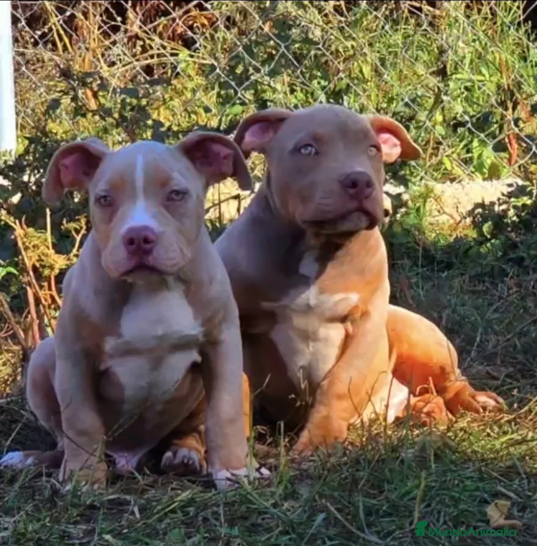 American Bully perros en venta: AMERICAN BULLY POCKET TOP - Anuncio 1