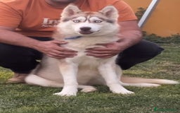 Husky Siberiano perros en venta: Hembra husky cachorra - Imagen 1
