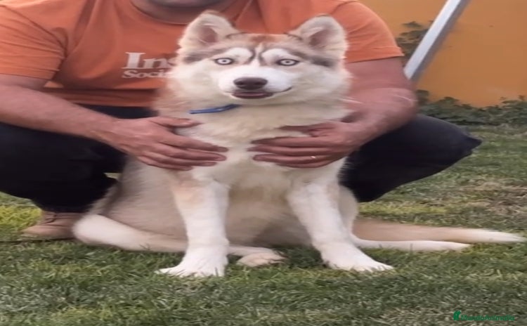 Husky Siberiano perros - Anuncio 3