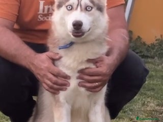 Husky Siberiano perros - Anuncio 2