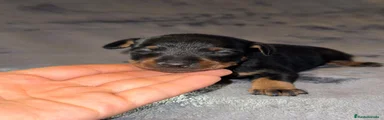 Pinscher Miniatura 3