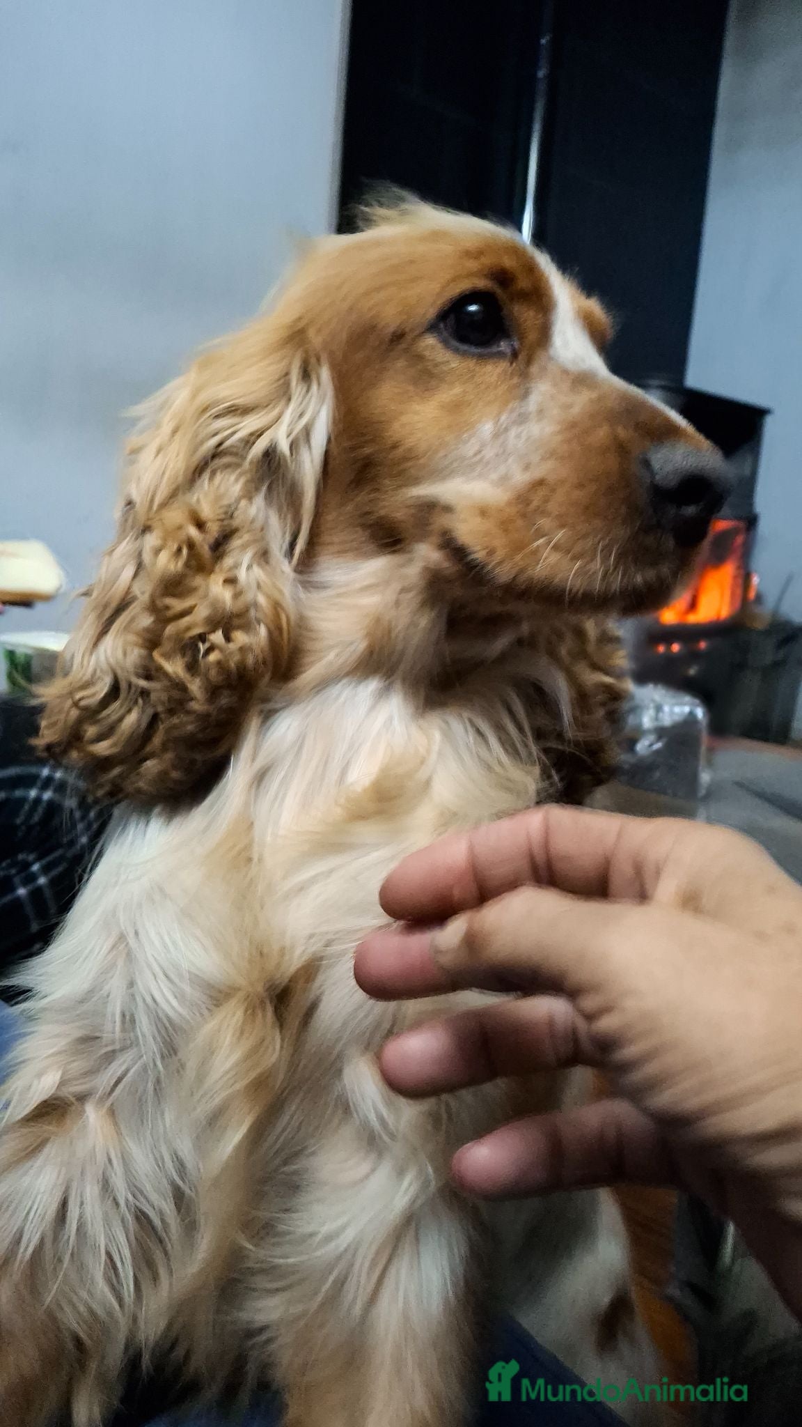 Cocker Spaniel Inglés perros Cachorros Cocker Spaniel Inglés Ruano Naranjas - Anuncio 2