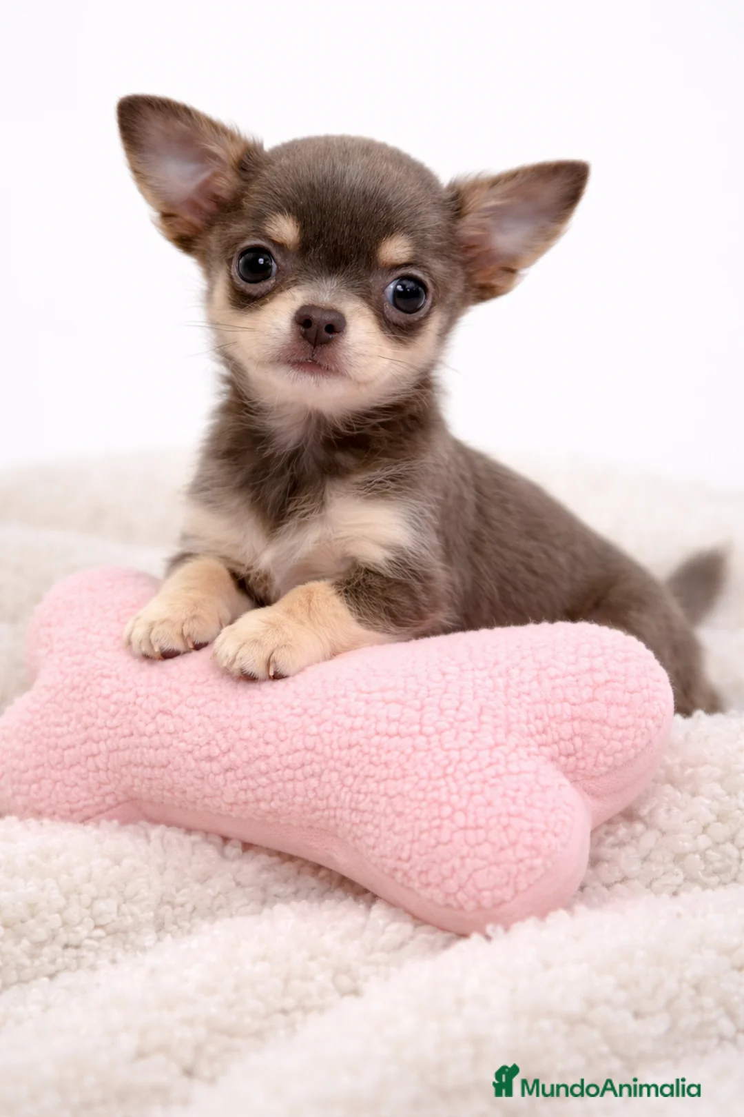Chihuahua perros en venta: Chihushua Lilac mini  - Anuncio 1