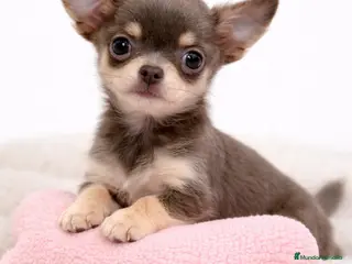 Chihuahua perros Chihushua Lilac mini - Anuncio 2