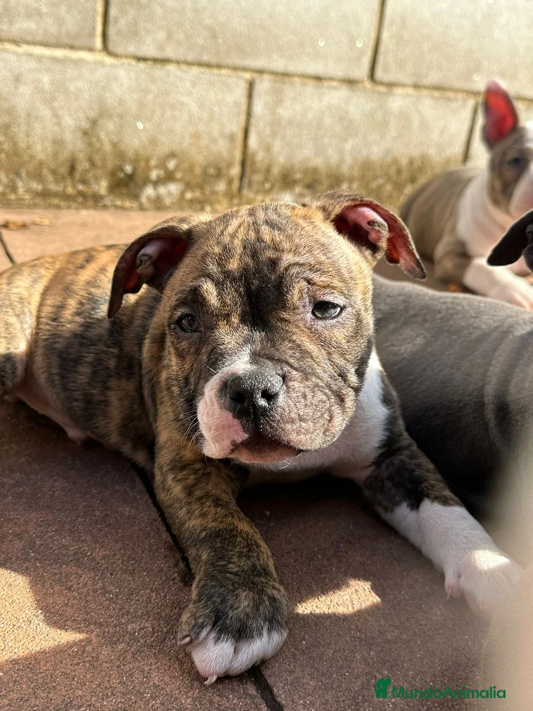 American Bully perros en venta: Cachorros American Bully - Anuncio 2
