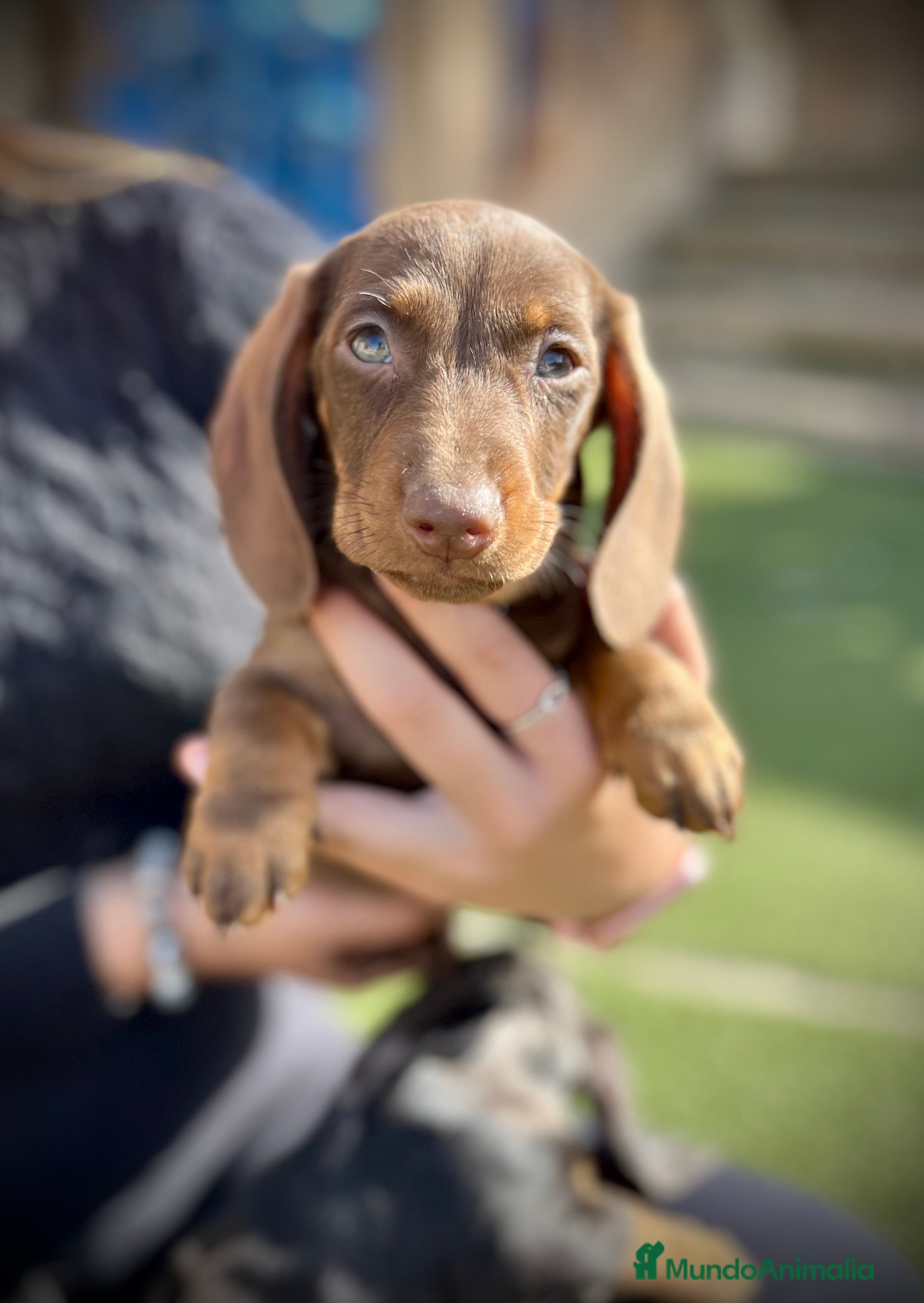 Teckel Miniatura perros Teckel mini  - Anuncio 4