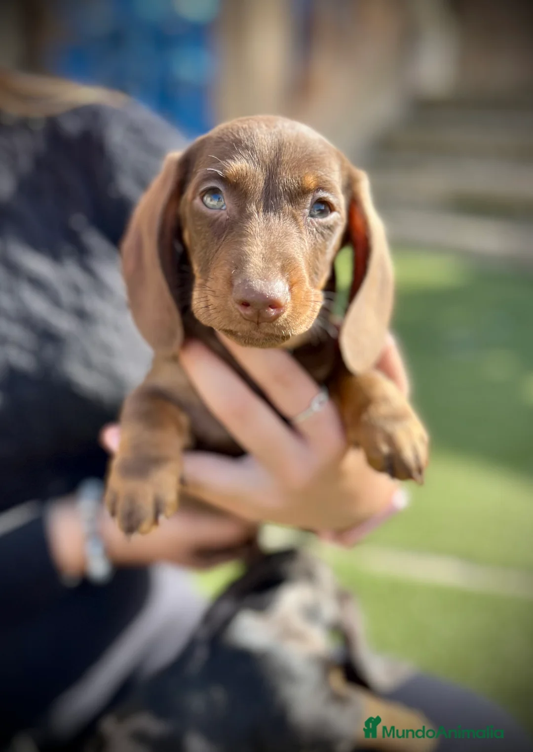 Teckel Miniatura perros en venta: Teckel mini  - Anuncio 1