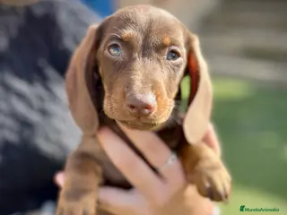 Teckel Miniatura perros Teckel mini - Anuncio 4