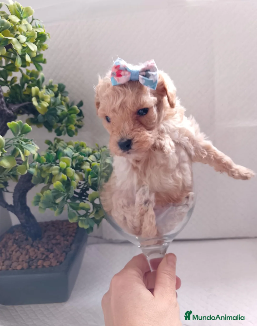 Maltipoo perros en venta: Maltipoo macho  - Anuncio 4