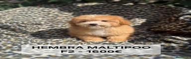 Maltipoo 3