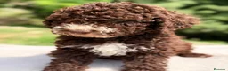 Perro de Agua Español perros en venta: Perro de agua chocolate  - Anuncio 7
