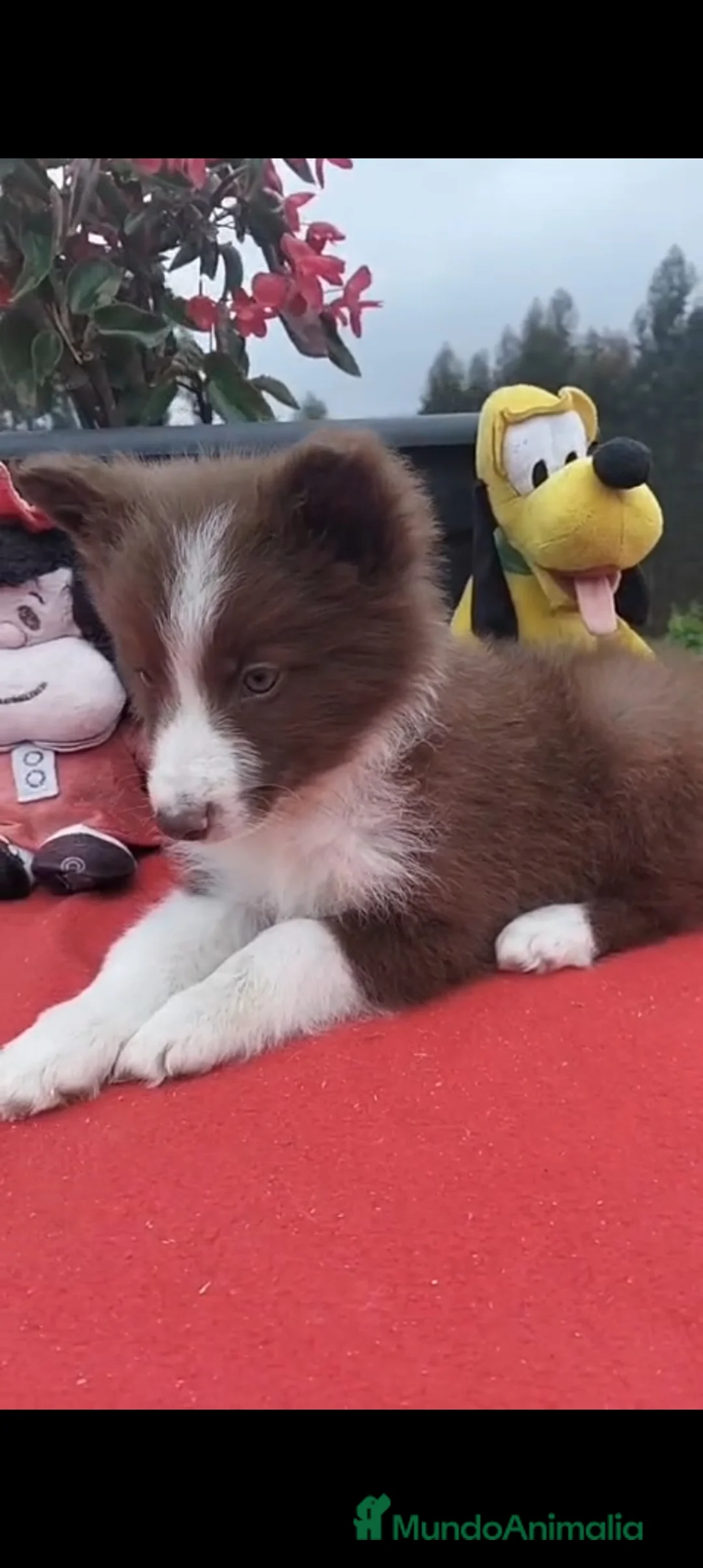 Border Collie perros en venta: Border collie.  - Anuncio 1