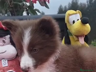 Border Collie perros Border collie. - Anuncio 2