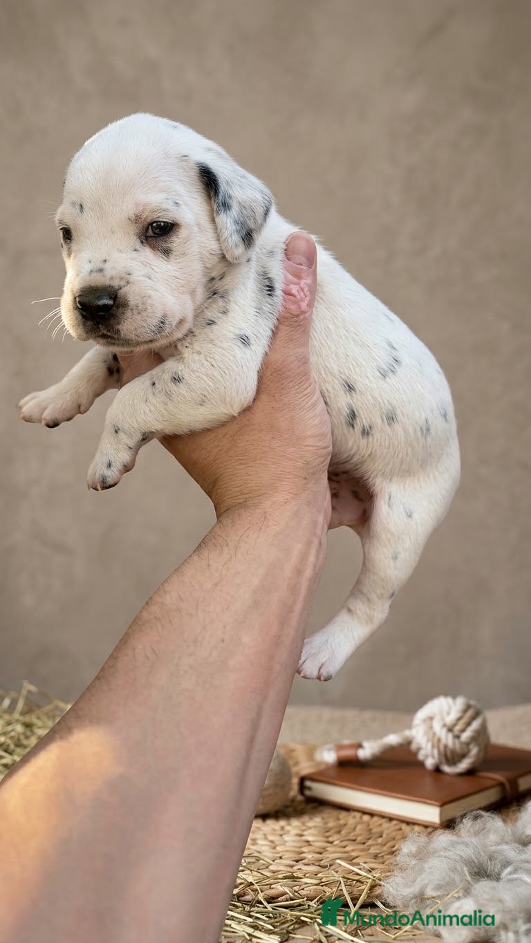Dálmata perros en venta: Exclusiva Camada Dálmata Pura Raza - Anuncio 1