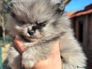 Pomerania perros Pomerania cara de oso Minitoy - Anuncio 1