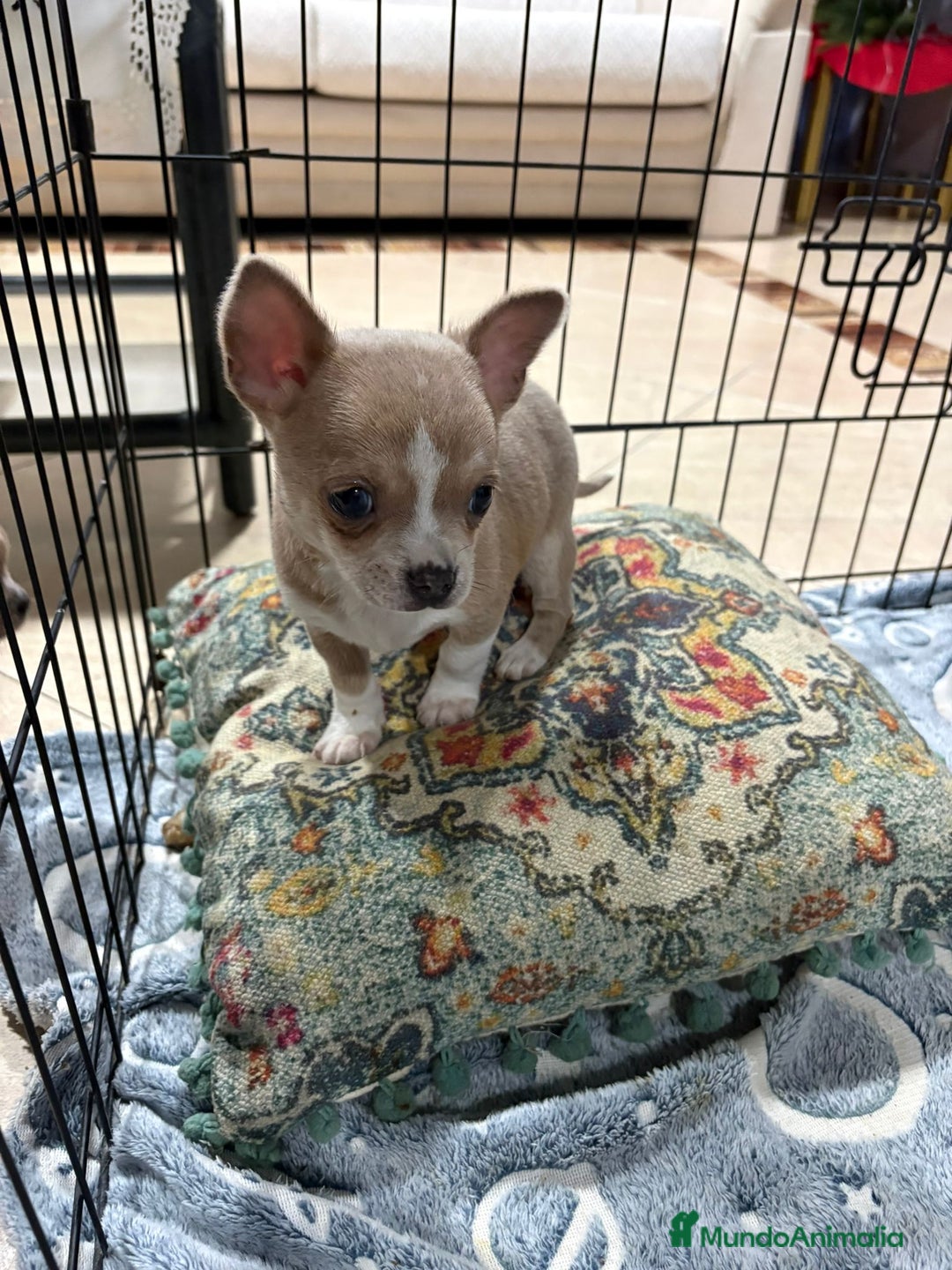 Chihuahua perros en venta: chihuahua toy marron blue ojos azules  - Anuncio 8