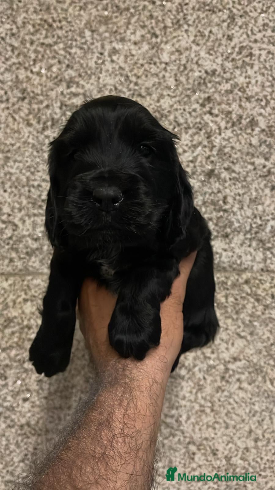 Cocker Spaniel Inglés perros Espectacular macho cocker NEGRO  - Anuncio 1