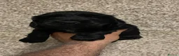 Cocker Spaniel Inglés perros en venta: Espectacular macho cocker NEGRO  en Salamanca - Anuncio 1