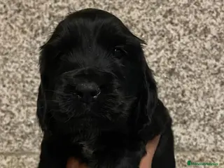 Cocker Spaniel Inglés perros Espectacular macho cocker NEGRO - Anuncio 29