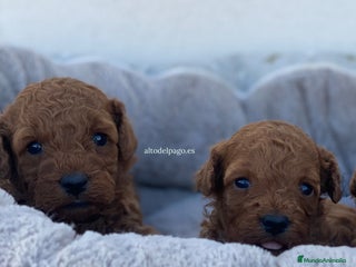 Caniche Toy perros en Madrid - Anuncio 22