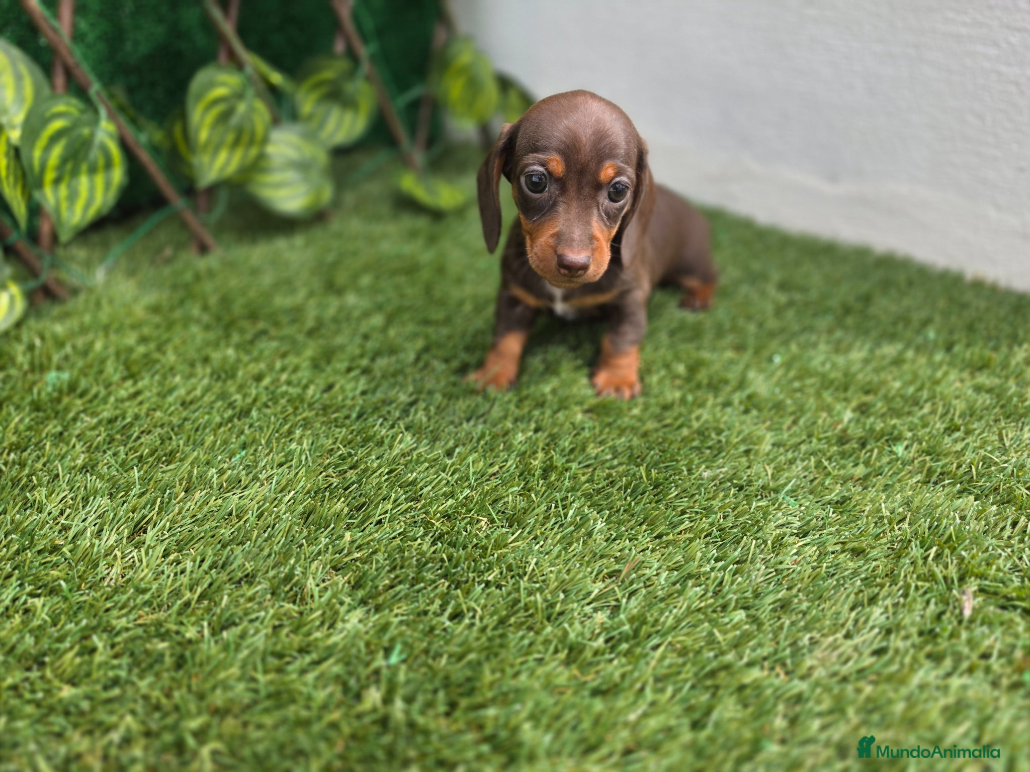 Teckel Miniatura perros TECKEL MINIATURA & KANNINCHEN  - Anuncio 34