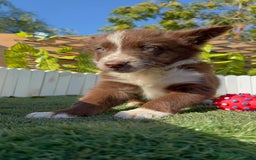 Border Terrier perros en venta: BORDER COLLIE - Anuncio 8