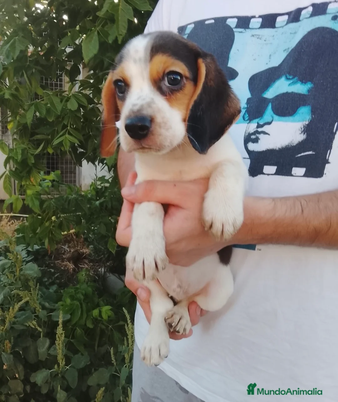 Beagle perros en venta: Beagle disponibles 🐶🐾🔥 - Anuncio 5