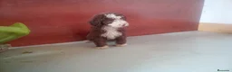 Perro de Agua Español perros en venta: Perro de Aguas MARISMEÑOS - Anuncio 7