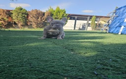 Bulldog Francés perros en venta: Bulldog francés lilac brindle - Imagen 3
