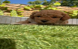 Caniche Toy perros en venta: CANICHE TOY MACHO - Imagen 4