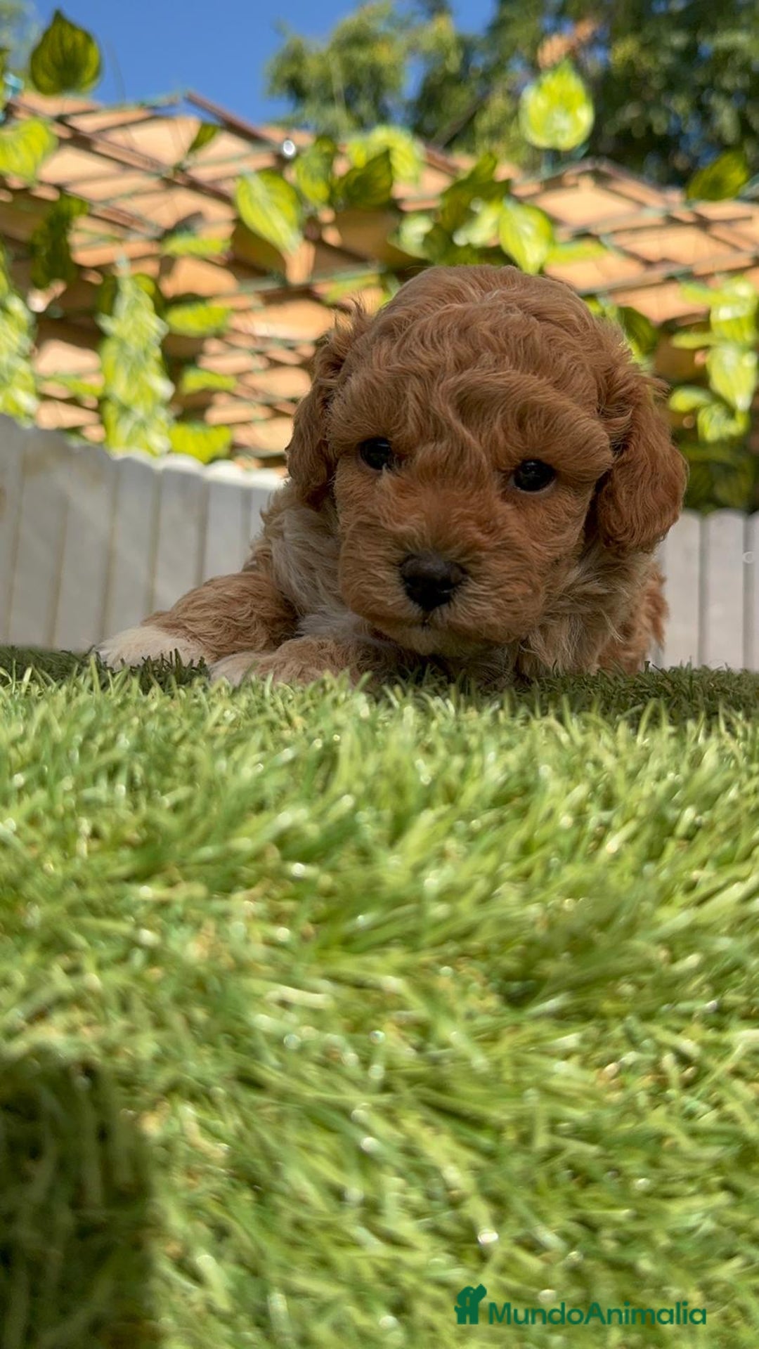 Caniche Toy perros en venta: CANICHE TOY MACHO - Imagen 4