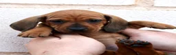 Teckel Miniatura perros en venta: CACHORROS TECKEL NEGROS Y MARRONES - Anuncio 4