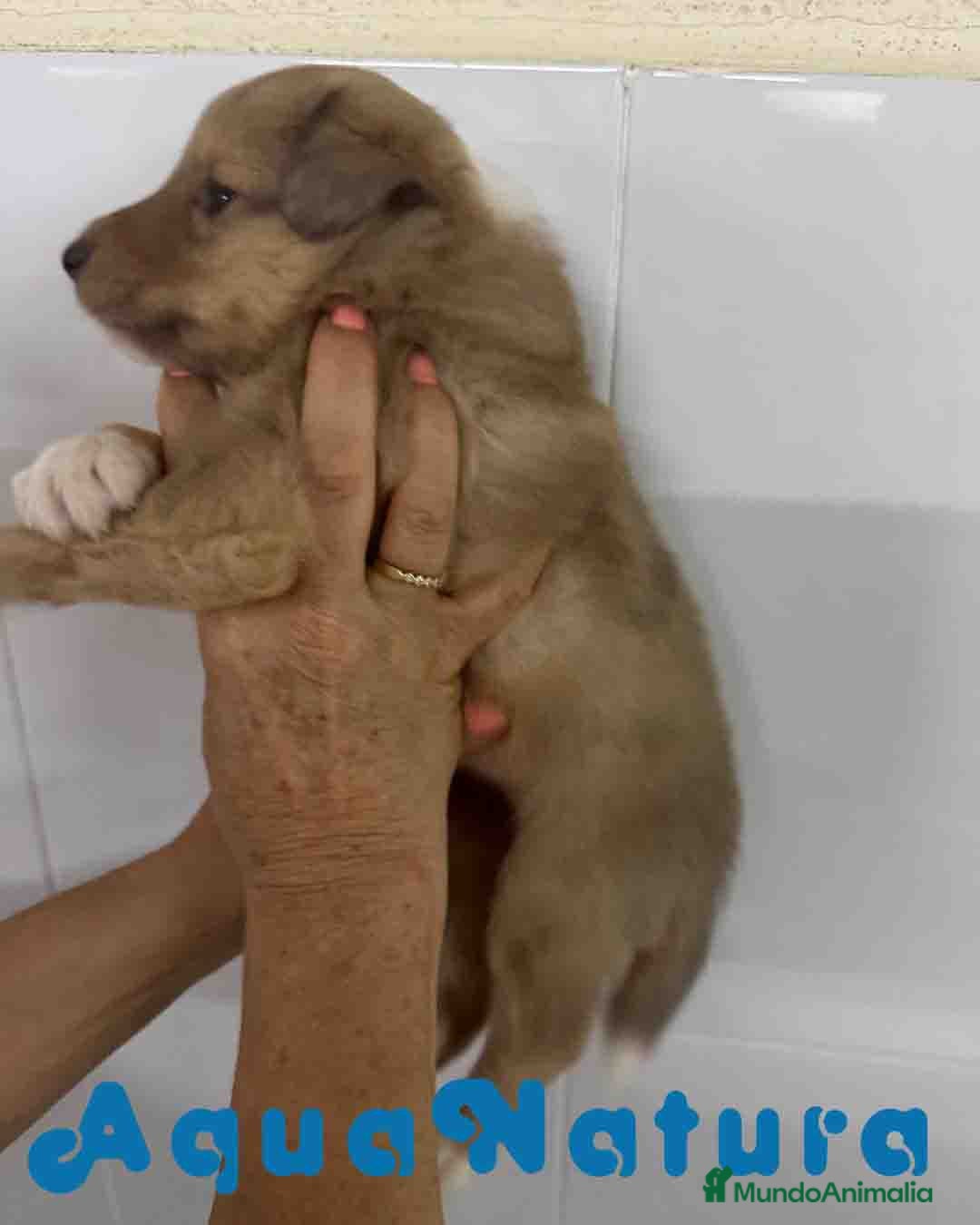 Perro Pastor de las Shetland perros en venta: Pastor de Shetland Macho 3 de Nana AQUANATURA - Anuncio 3