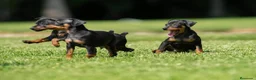 Pinscher Miniatura perros en venta: Cachorros disponibles pinscher miniatura !!!  en Cáceres - Anuncio 3