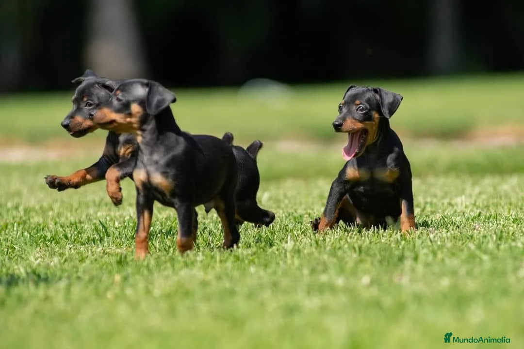 Pinscher Miniatura perros en venta: Cachorros disponibles pinscher miniatura !!!  en Cáceres - Anuncio 3